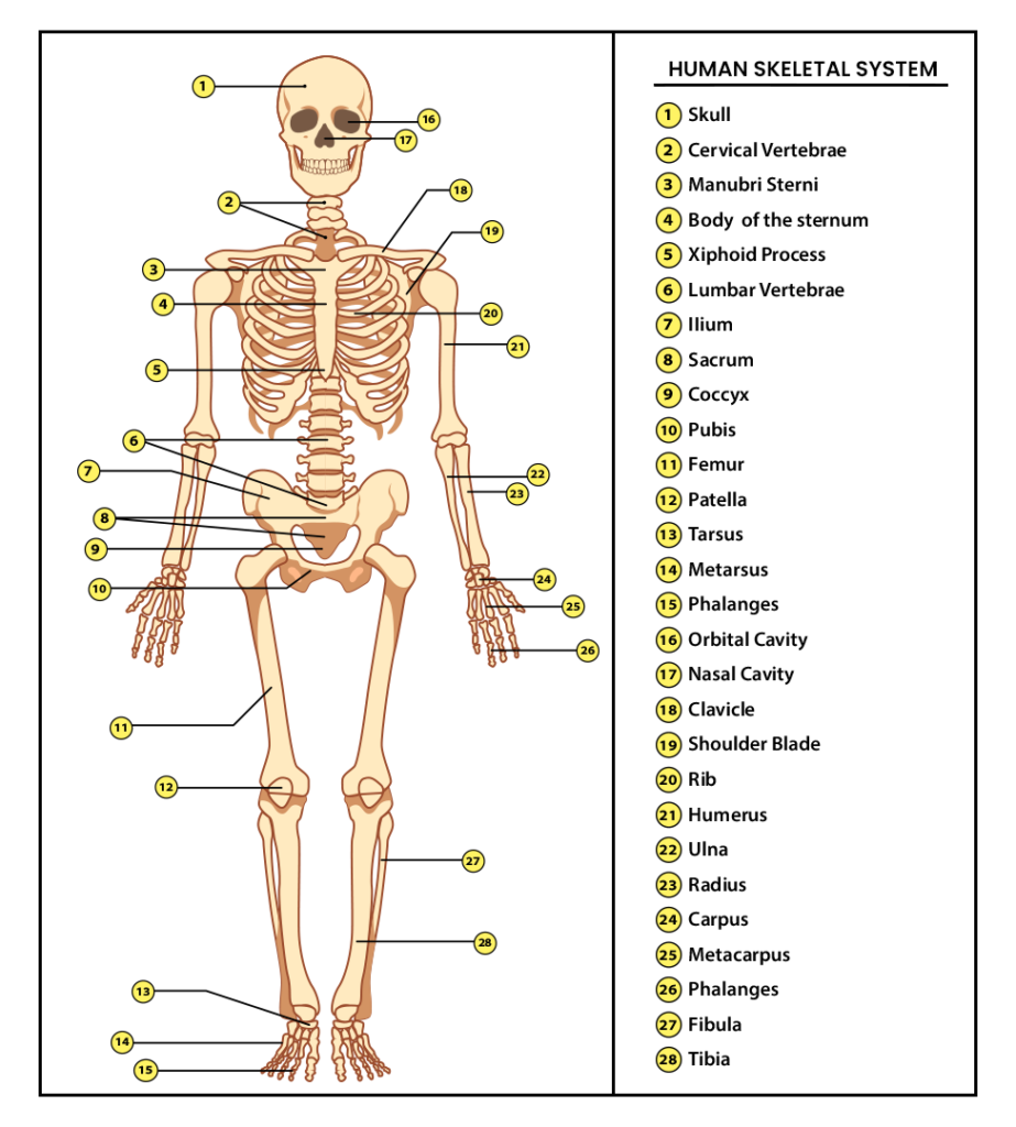 Human Anatomy - Dr. Ramakant Kumar